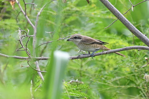 DSC_0791.jpg