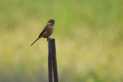 DSC_0801.jpg