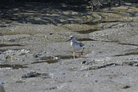 DSC_0827.jpg