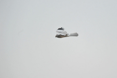 DSC_0829.jpg