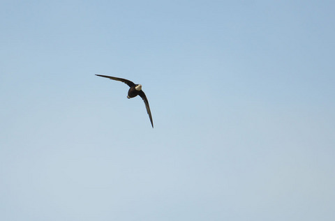 DSC_0834.jpg