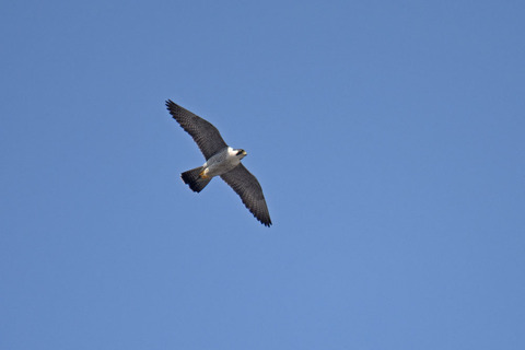 DSC_0909.jpg