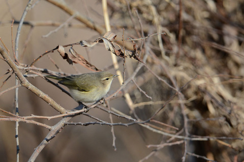DSC_0915.jpg