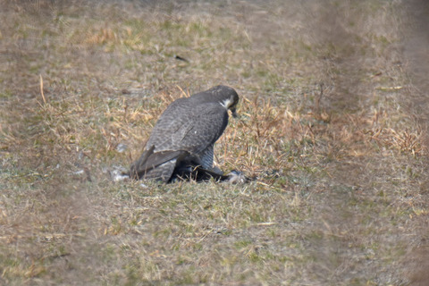 DSC_0925.jpg