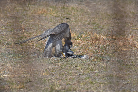 DSC_0928.jpg