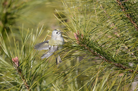DSC_0934.jpg