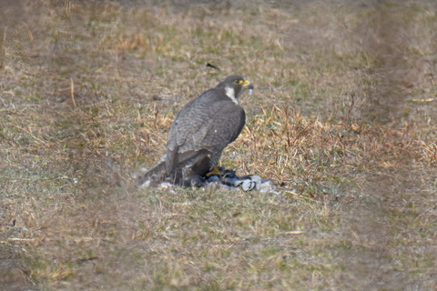 DSC_0936.jpg