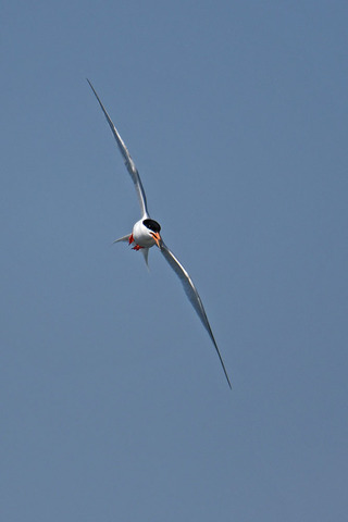 DSC_0937.jpg