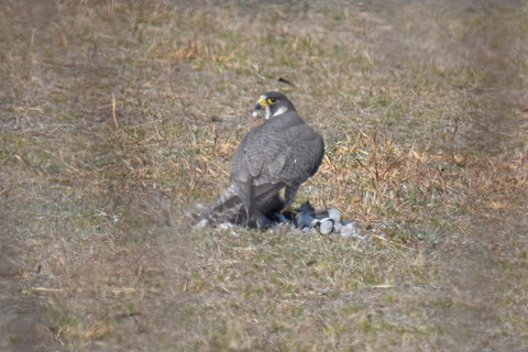 DSC_0938.jpg