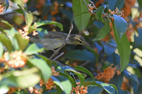 DSC_0943.jpg