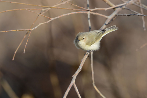 DSC_0951.jpg