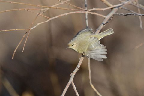 DSC_0953.jpg