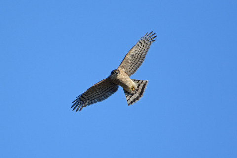 DSC_0957.jpg
