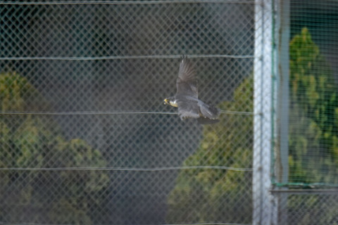 DSC_0960.jpg
