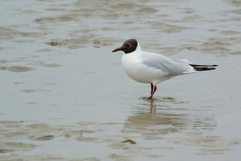 DSC_0964.jpg