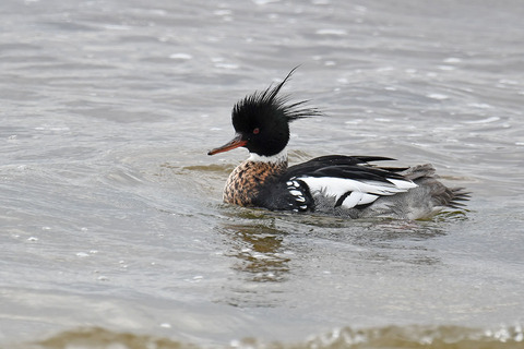 DSC_0966.jpg