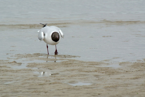 DSC_0975.jpg