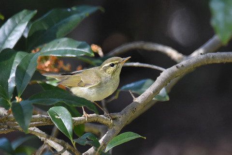 DSC_0983.jpg