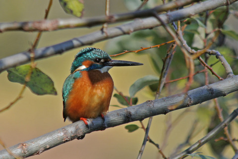 DSC_0987.jpg