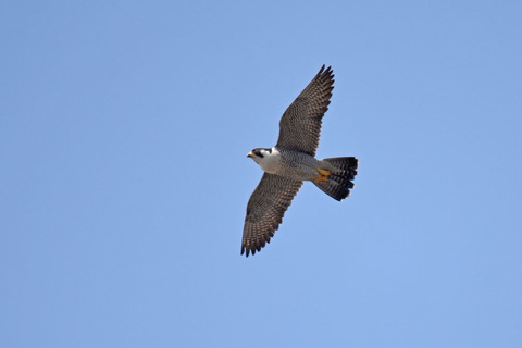 DSC_0993.jpg