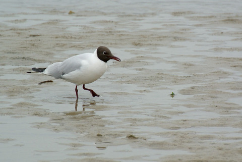 DSC_1005.jpg