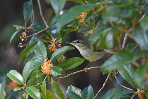 DSC_1020.jpg