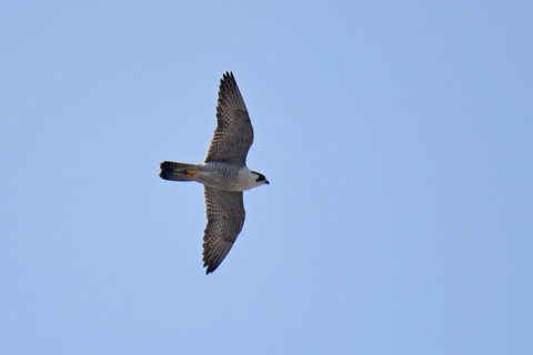 DSC_1028.jpg