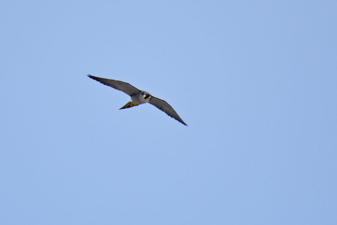 DSC_1029.jpg