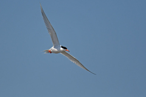 DSC_1031.jpg