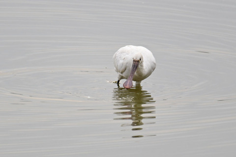 DSC_1031.jpg