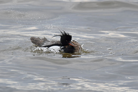 DSC_1032.jpg