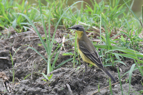 DSC_1037.jpg