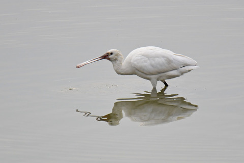DSC_1043.jpg