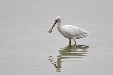 DSC_1046.jpg