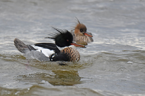 DSC_1054.jpg