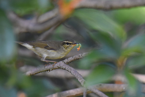 DSC_1055.jpg