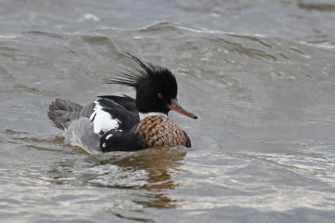 DSC_1059.jpg