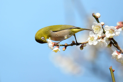 DSC_1070.jpg