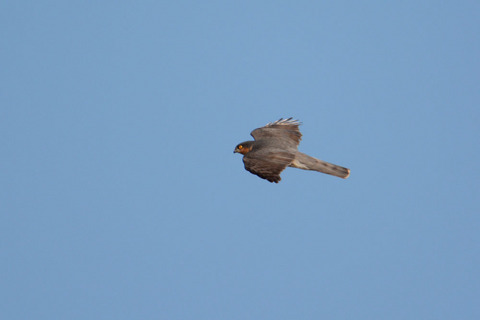 DSC_1075.jpg