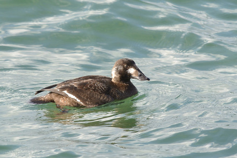 DSC_1075.jpg
