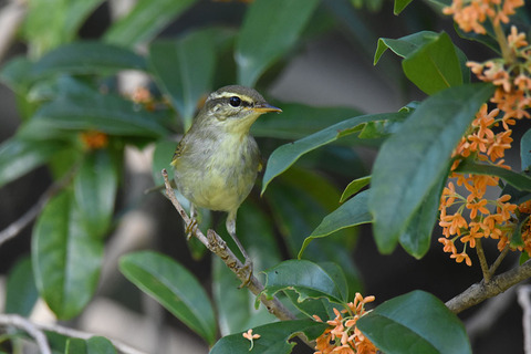 DSC_1088.jpg