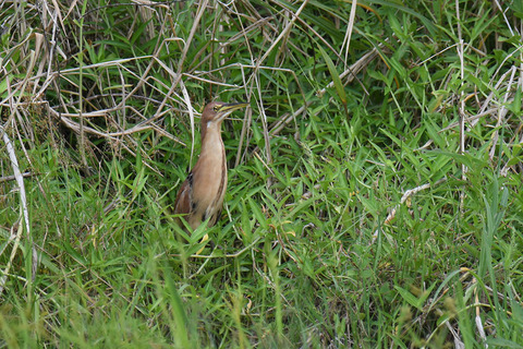 DSC_1102.jpg