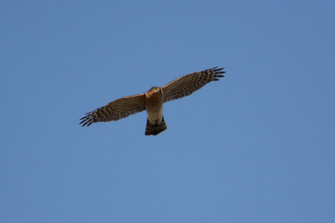 DSC_1110.jpg
