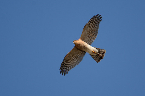 DSC_1124.jpg