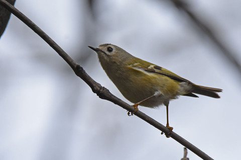 DSC_1184.jpg