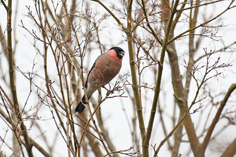 DSC_1204.jpg