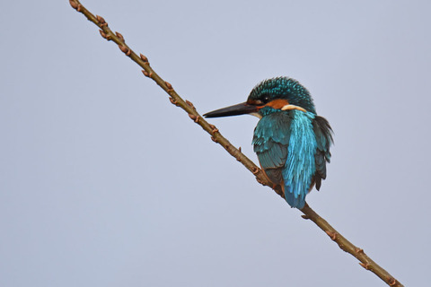 DSC_1226.jpg