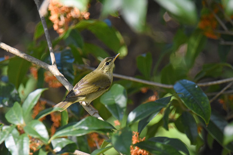 DSC_1239.jpg