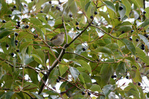 DSC_1243s.jpg