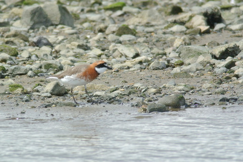 DSC_1245.jpg